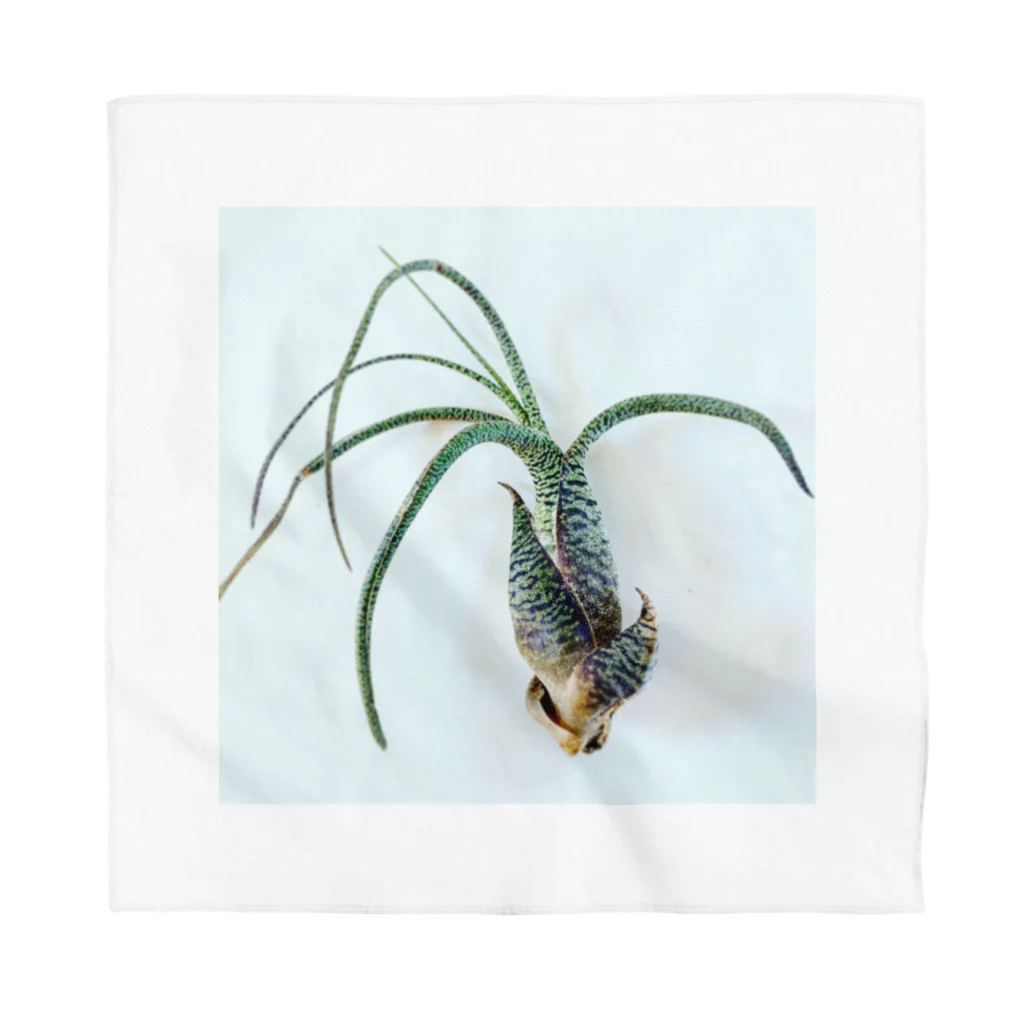 a.c.a.botanicalのTillandsia Bandana