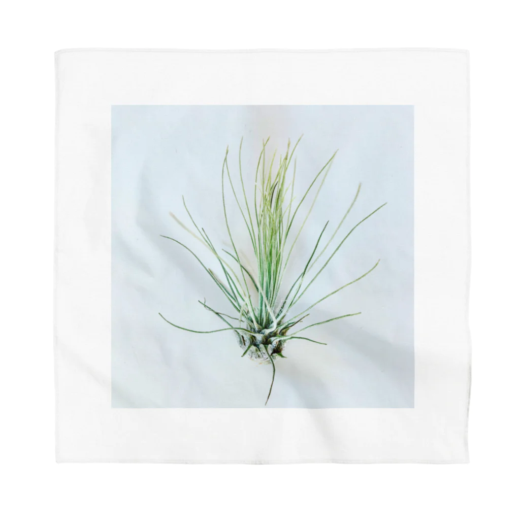 a.c.a.botanicalのTillandsia バンダナ