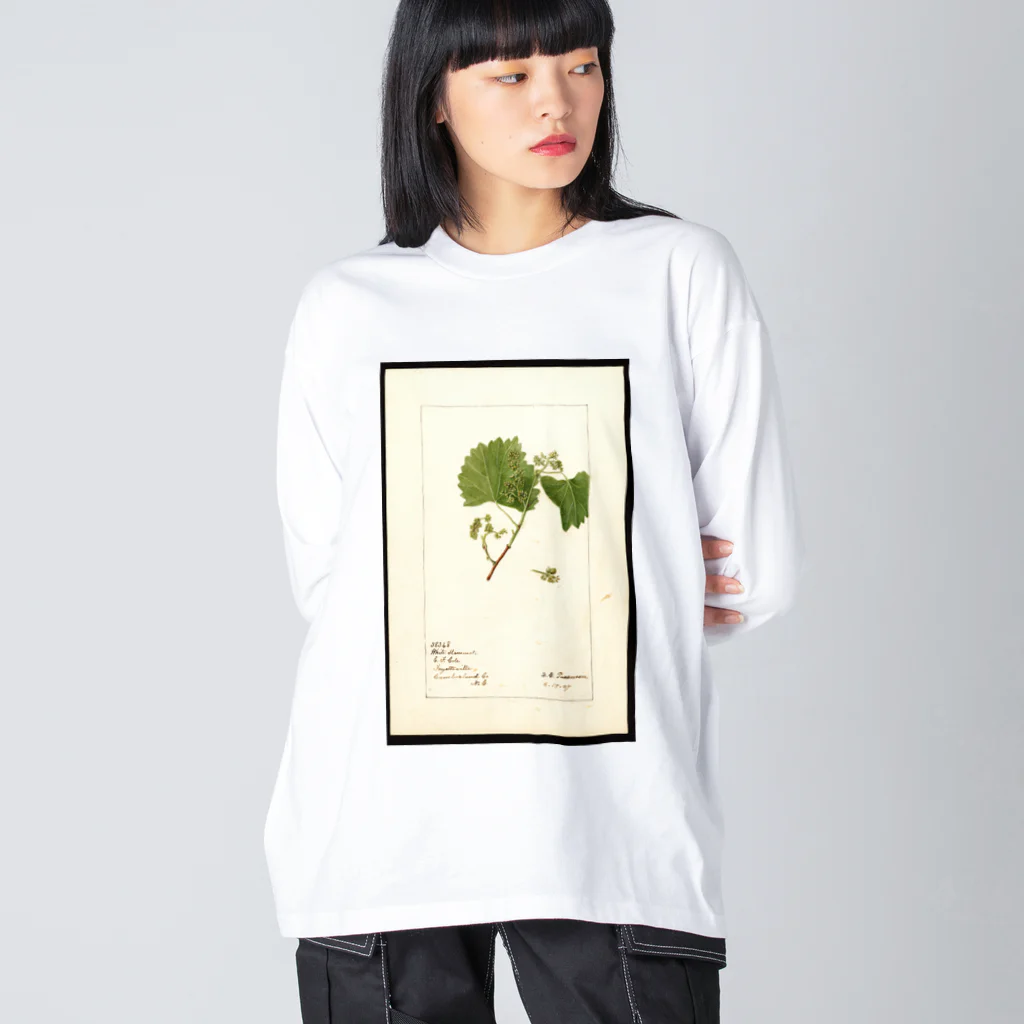 ArtShirtの Vitis: White Staminate ビッグシルエットロングスリーブTシャツ