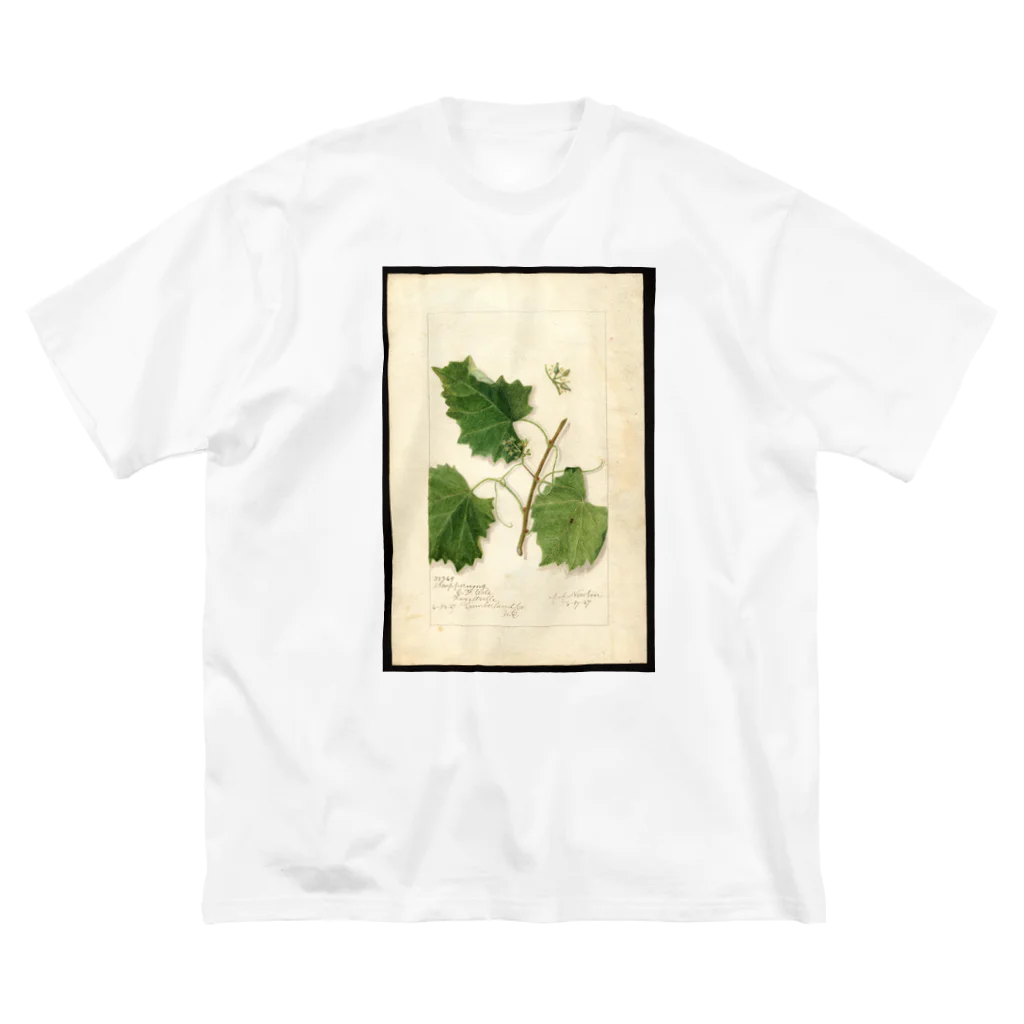 ArtShirtのScuppernong  Big T-Shirt