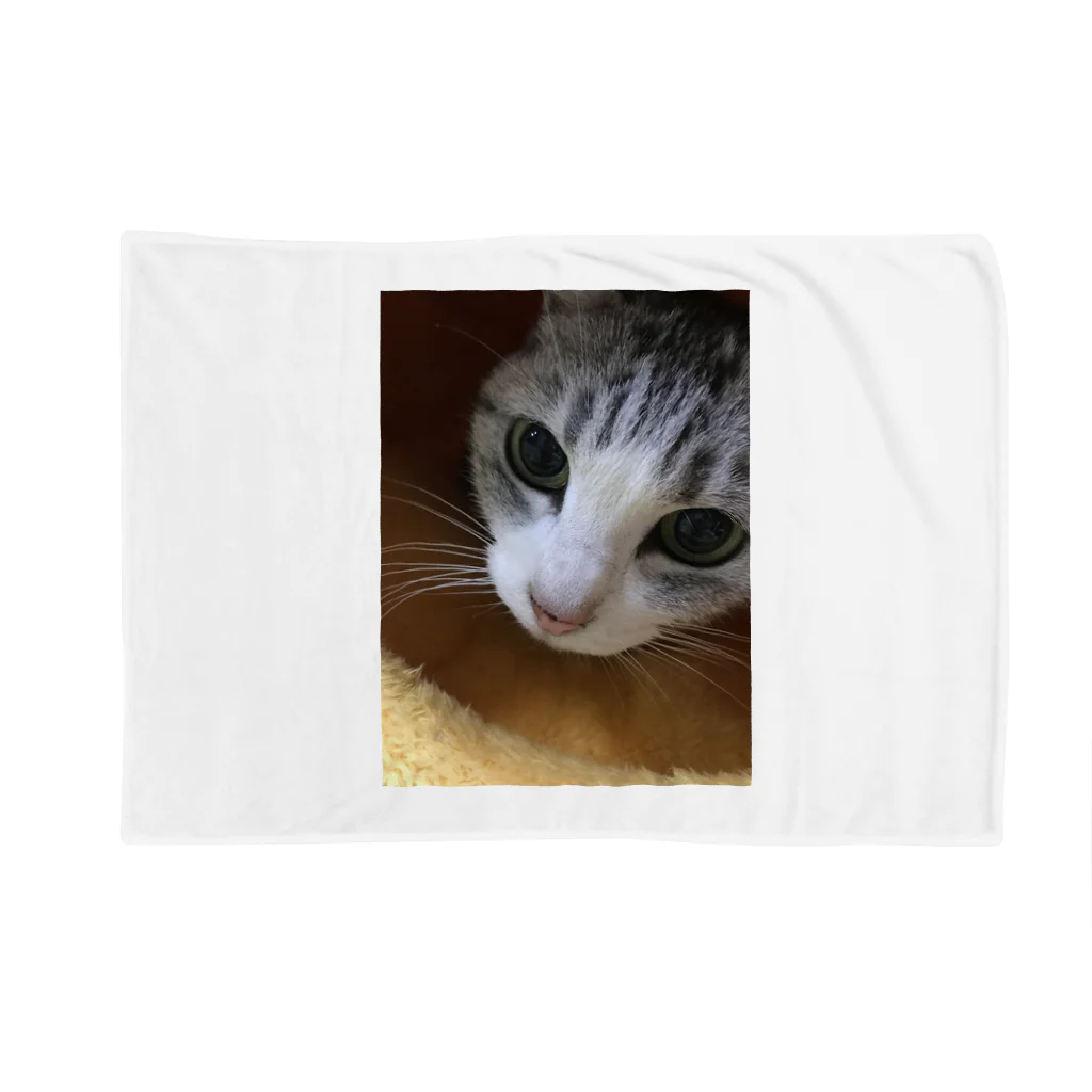 我が家のアイドル達のねこまろ Blanket