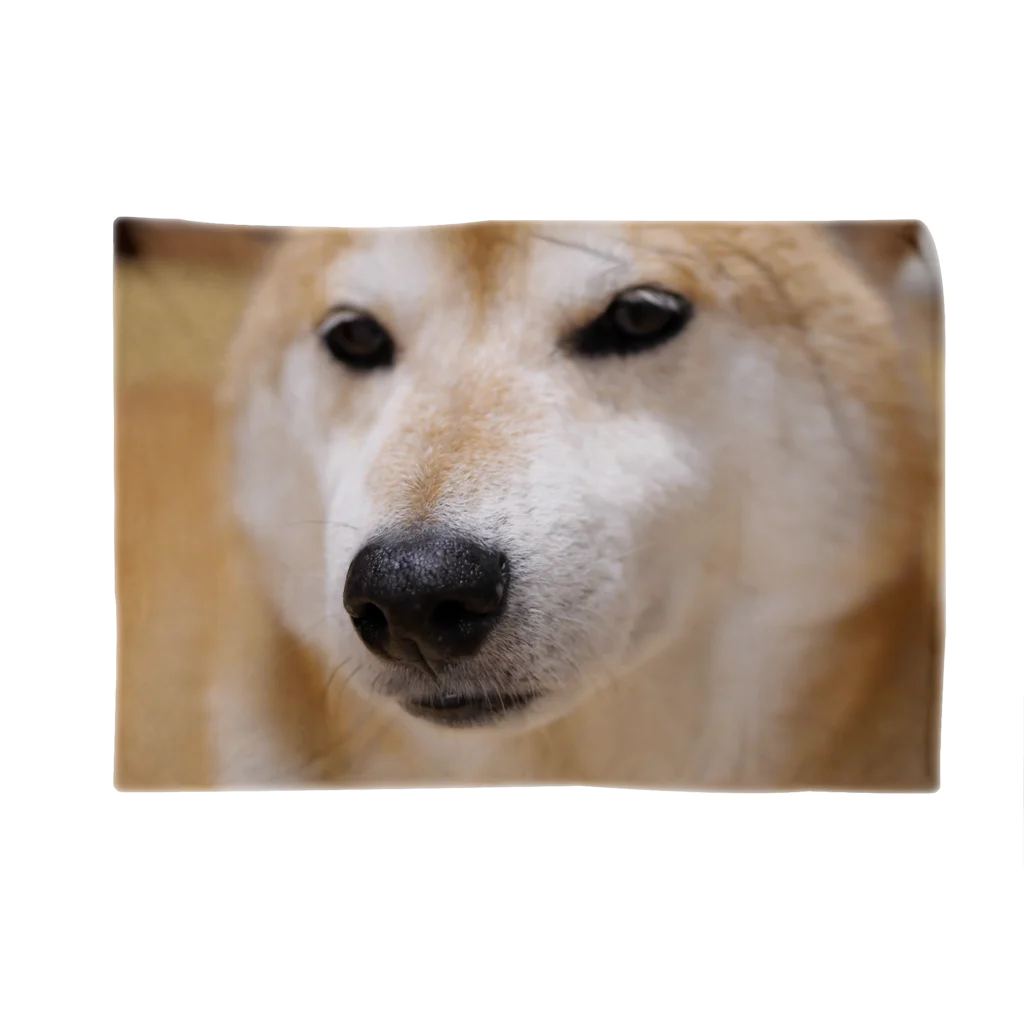 tamanikawaii_shibainuのすまし顔の柴犬♂ Blanket