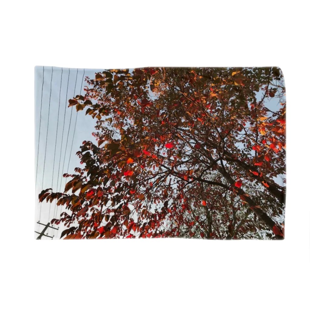 空屋　sorayakusakaの201910181619002　桜の紅葉 ブランケット