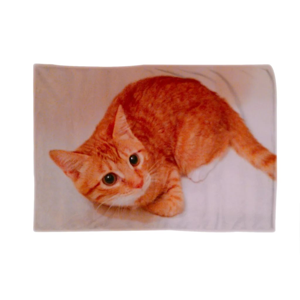 DTIの猫 Blanket