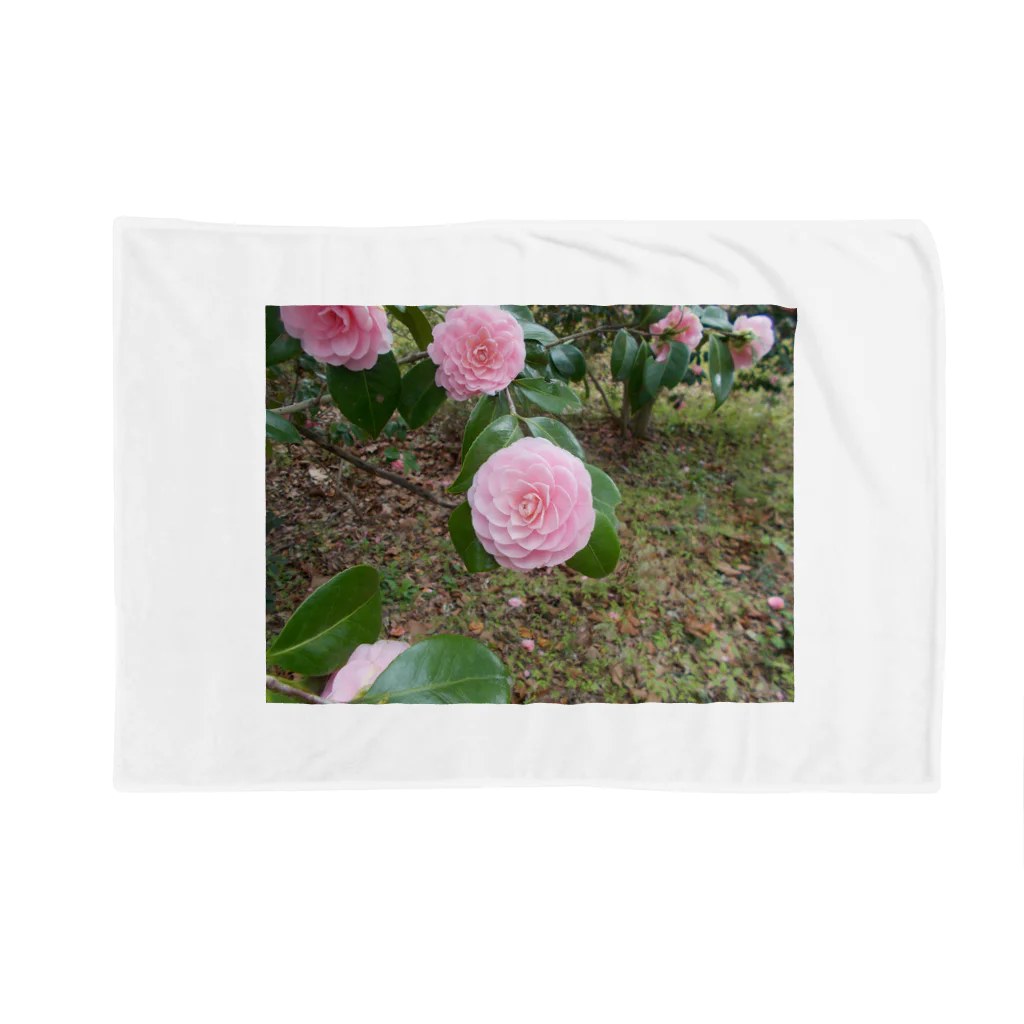 fun timeのPale pink camelia blooming　カメリア Blanket