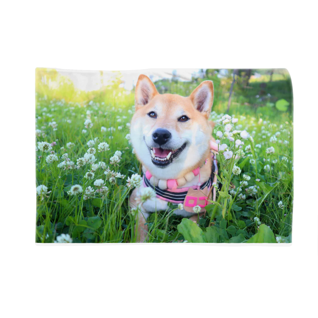 shibainu_rocoの柴犬ロコ Blanket