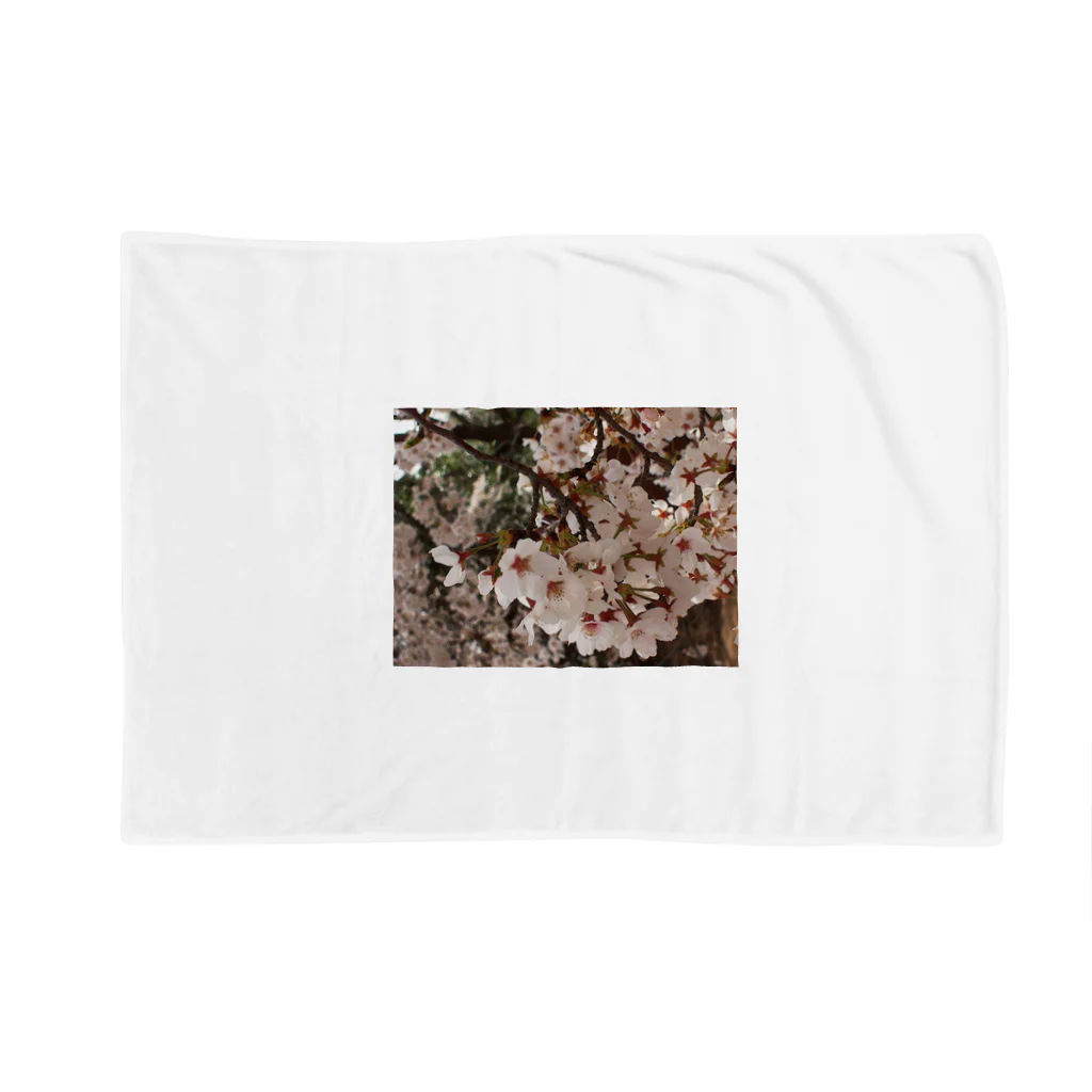 hiroki-naraの桜　サクラ　cherry blossom DATA_P_152　春　spring Blanket