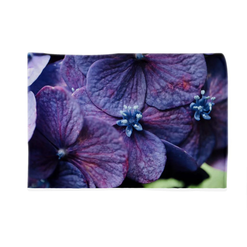 8l0の紫陽花　紫 Blanket