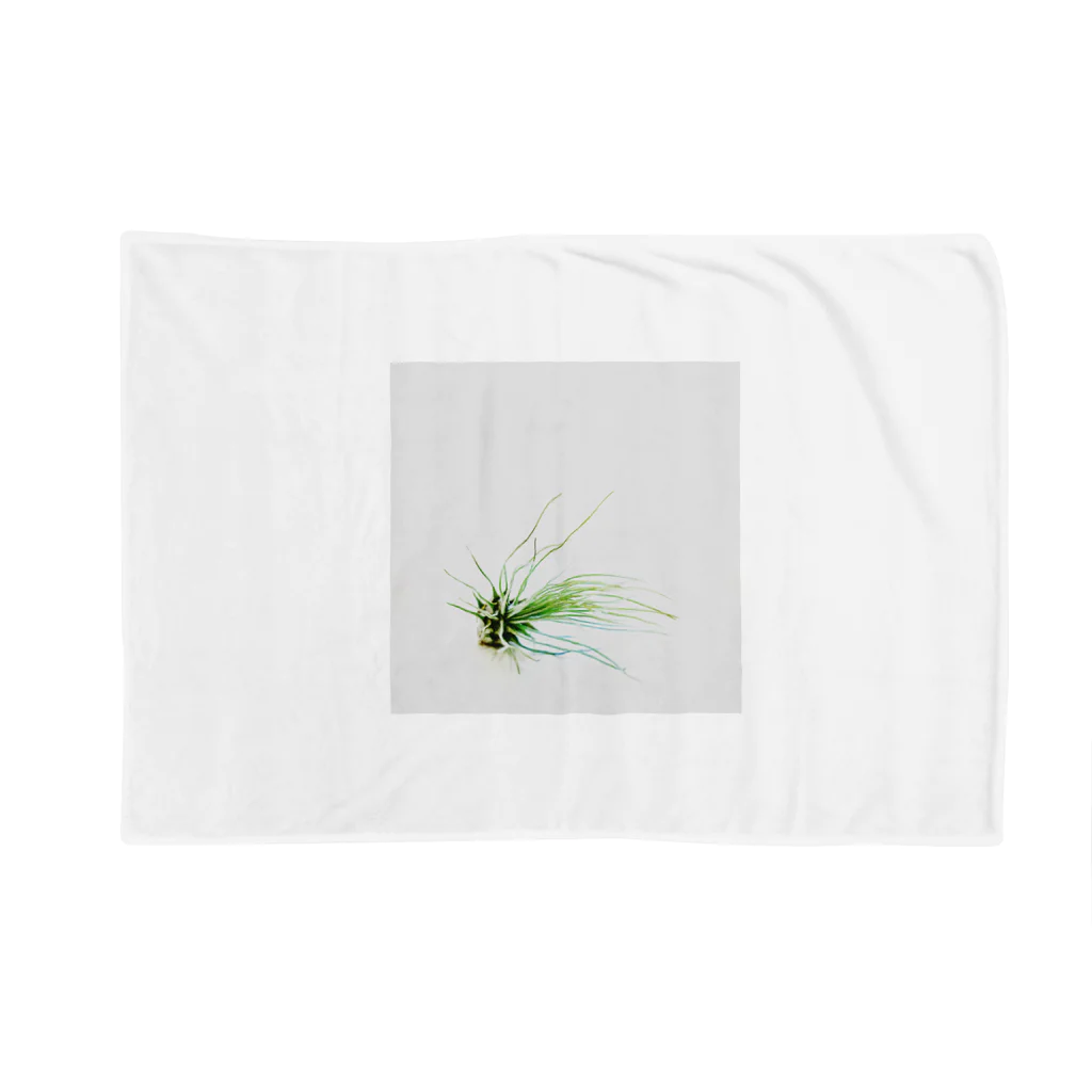 a.c.a.botanicalのTillandsia Blanket