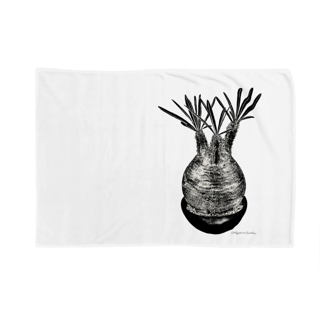 ニニィBird☆のPachypodium Gracilius Blanket