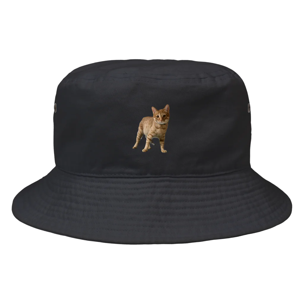 猫ねこネコ!チャム&シロのチャム&シロ Bucket Hat