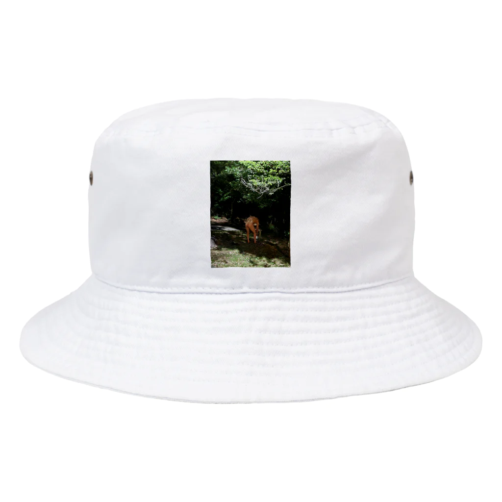 たQまのシンプル　Mt. Dragonbody Bucket Hat