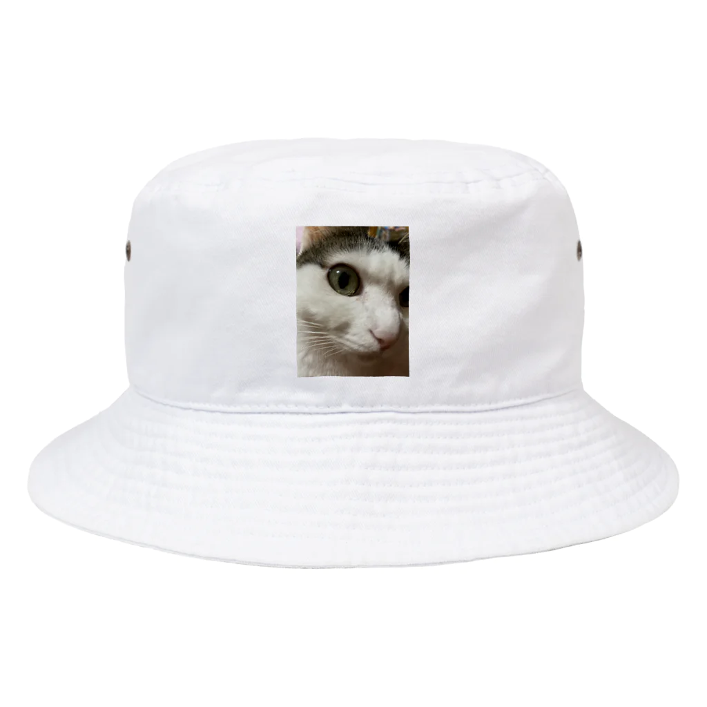 わが家の猫山さん。の猫山さん。はるがきた。 Bucket Hat