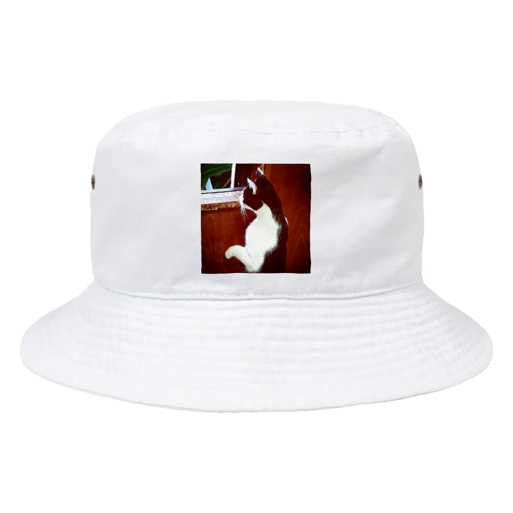 天光のねこ部屋の窓際のプリンちゃん Bucket Hat