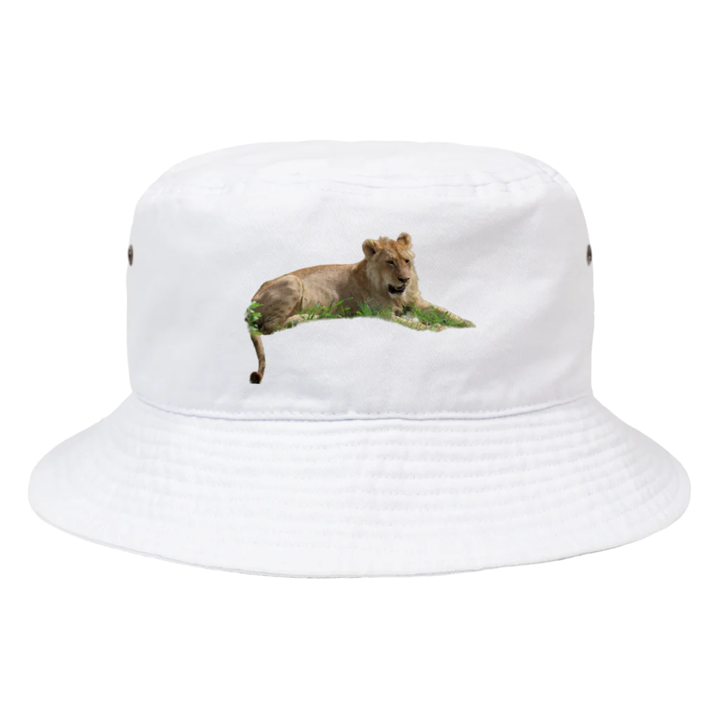 mayura_photoの若いオスライオン Bucket Hat