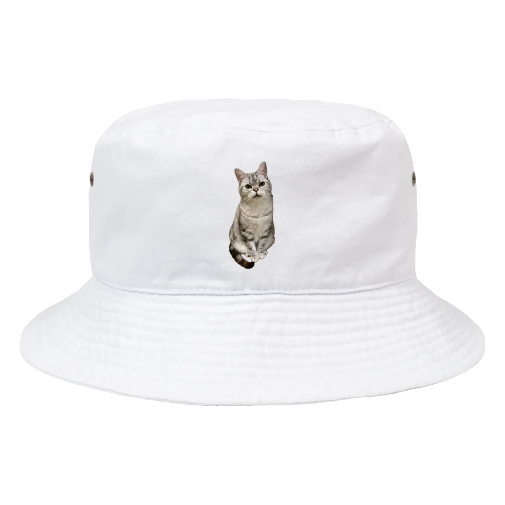 うちの猫ちゃんたちの数少ない美男子とらと Bucket Hat