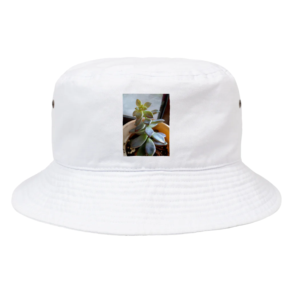 miyamiya　ショップの多肉植物 Bucket Hat