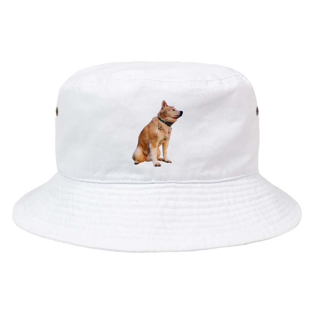 愛犬太郎のグッズの黄昏太郎【柴犬】 Bucket Hat