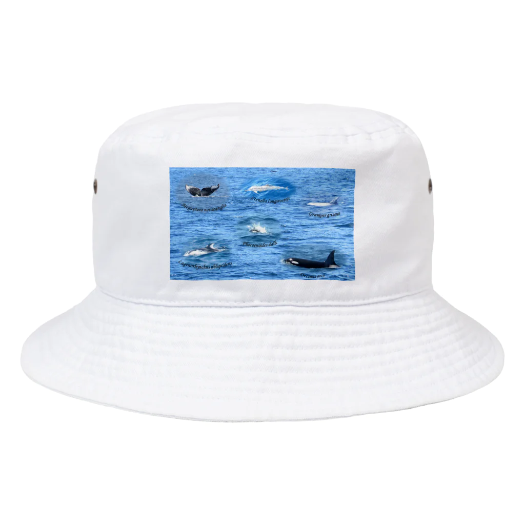 L_arctoaの船上から見た鯨類(1) Bucket Hat