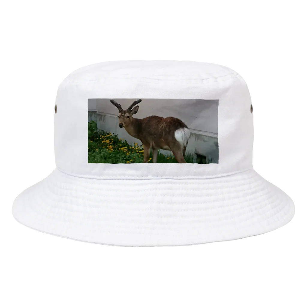 Rin'りんままの北海道根室市の鹿さん Bucket Hat