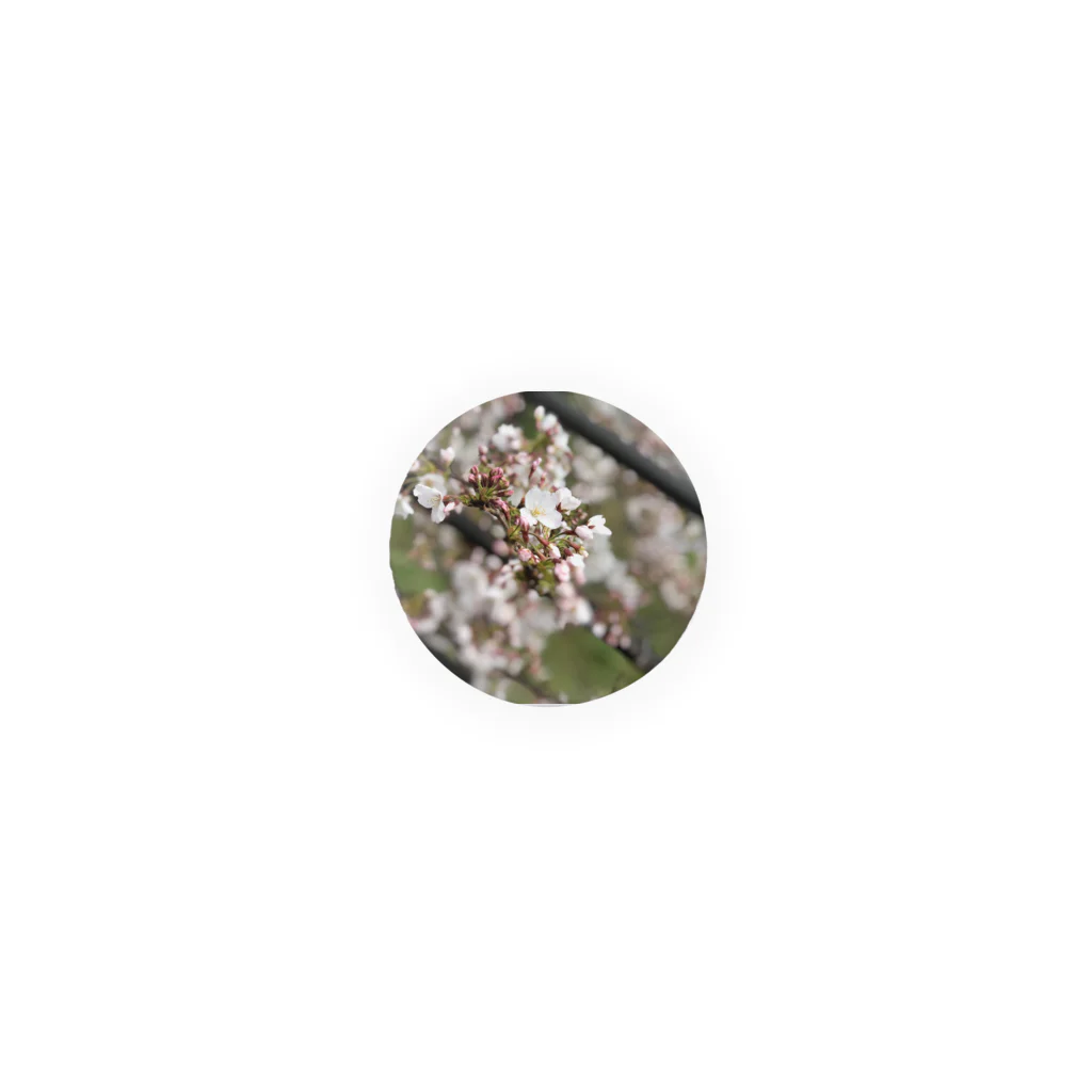 お花畑の春の桜 Tin Badge
