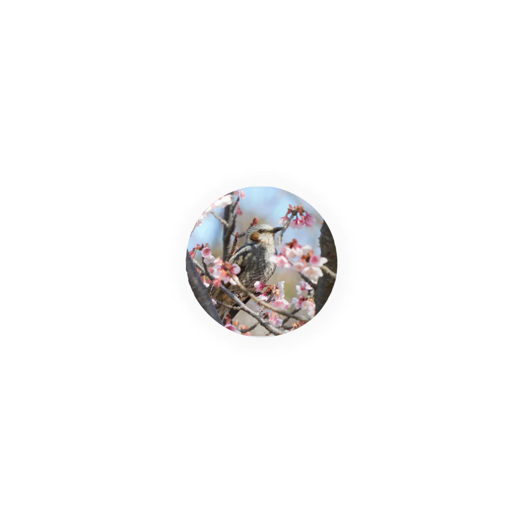とりどり舎の桜とヒヨドリ Tin Badge