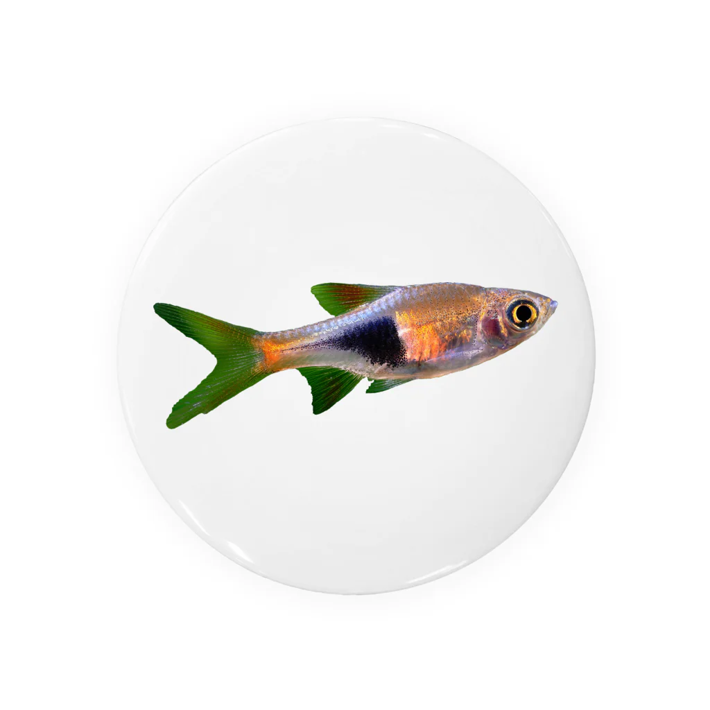 Aquarium Kindのラスボラ・ヘテロモルファ Tin Badge