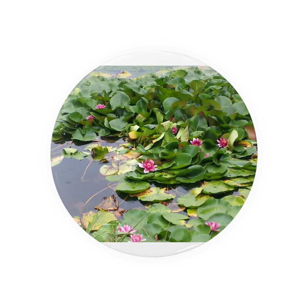 クマ室没注意の池と蓮の花 Tin Badge