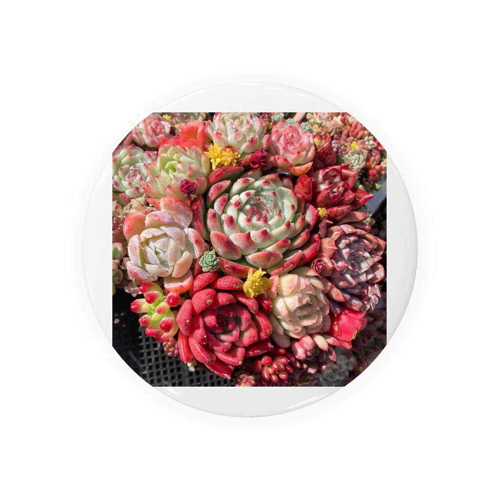 Echeveria_Masterの華やかなエケベリア Tin Badge