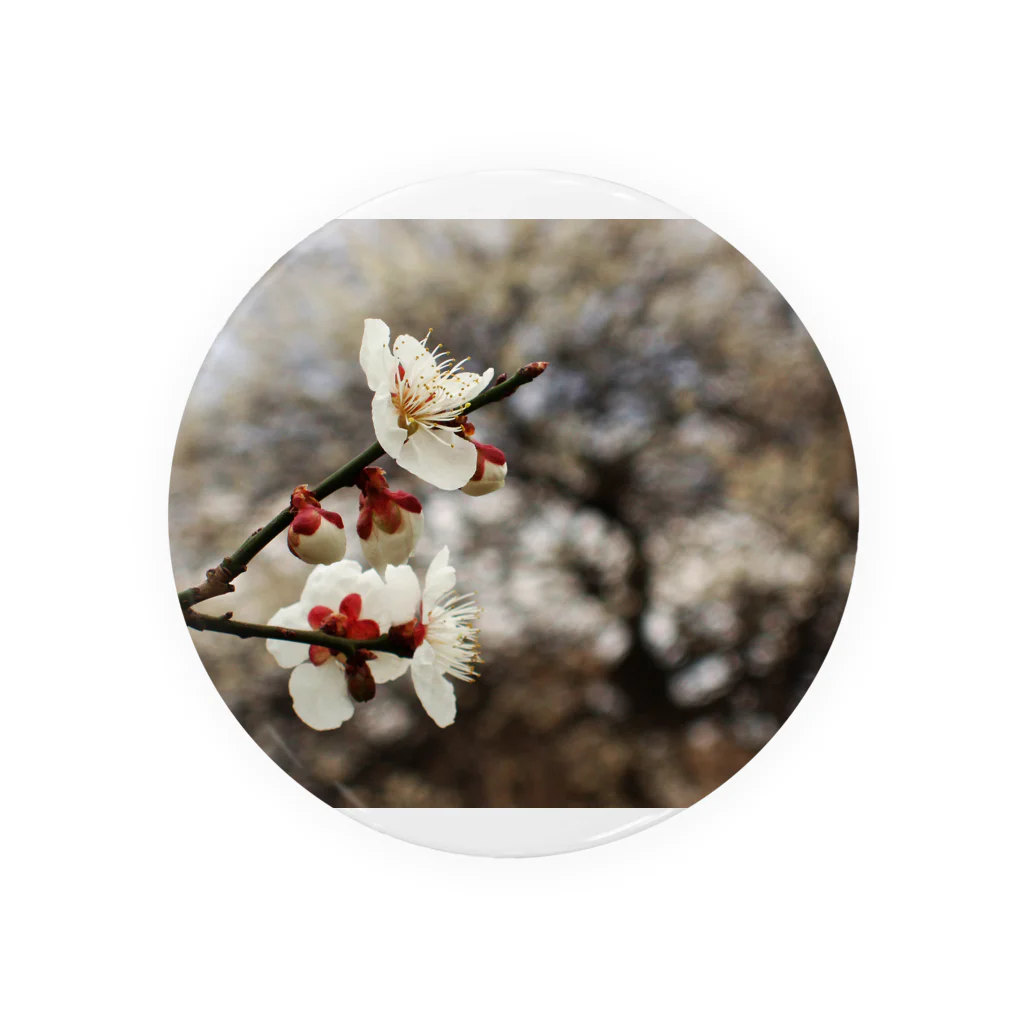 hiroki-naraの梅　ウメ　Japanese　apricot DATA_P_098　春　spring 缶バッジ