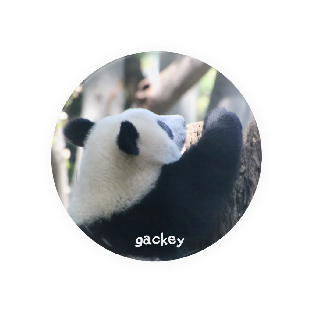 gackeyの背伸び PANDA 缶バッジ