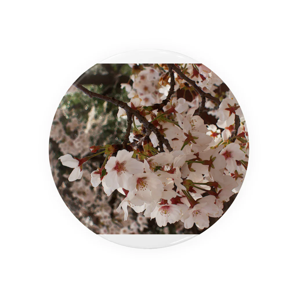 hiroki-naraの桜　サクラ　cherry blossom DATA_P_152　春　spring 缶バッジ