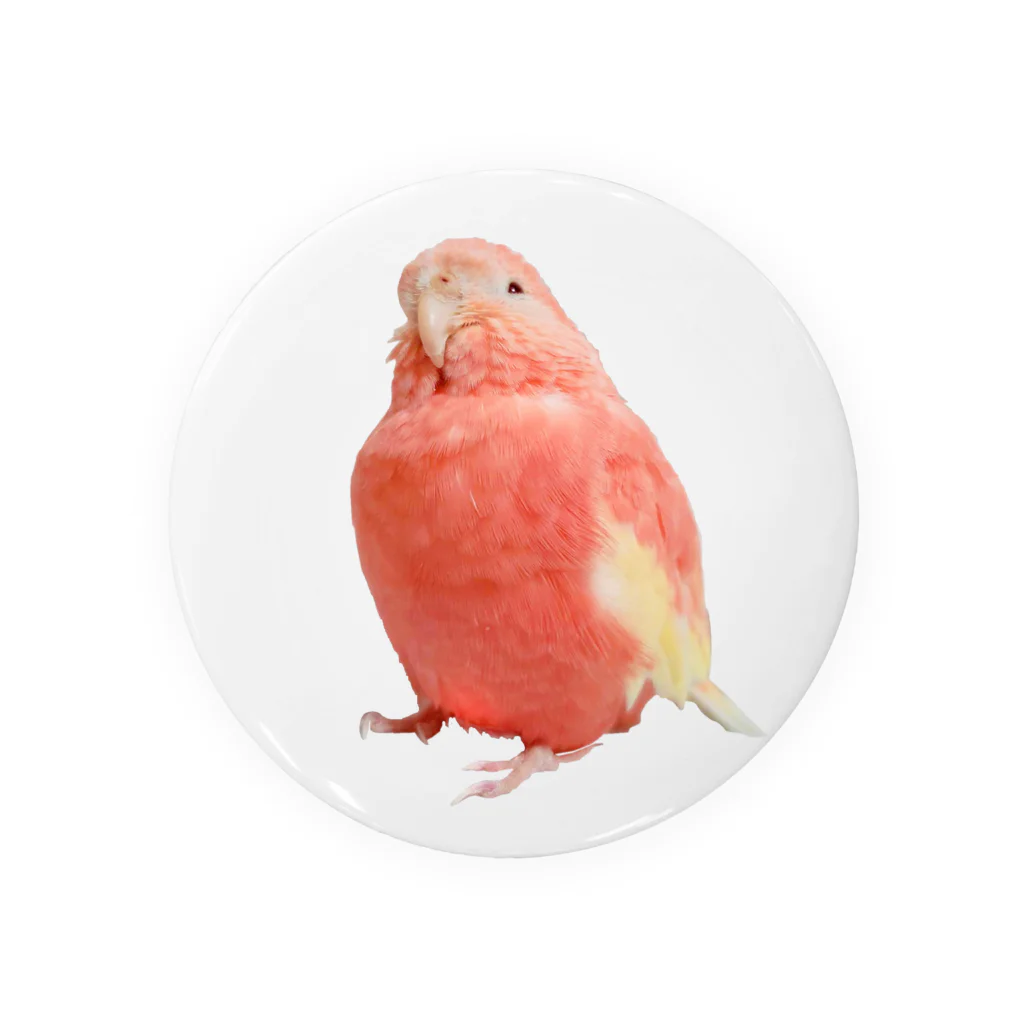 アキクサインコのチャムのアキクサインコのチャム（実写うふ顔） Tin Badge