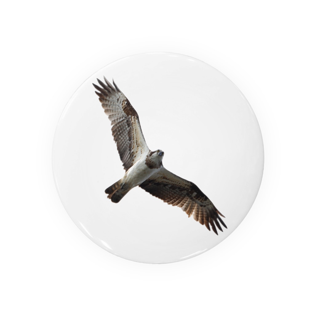 ミサゴはカッコいい Tin Badge By Photo Application Haru Toshi Suzuri ミサゴはカッコいい Tin Badge By Photo Application Haru Toshi Suzuri