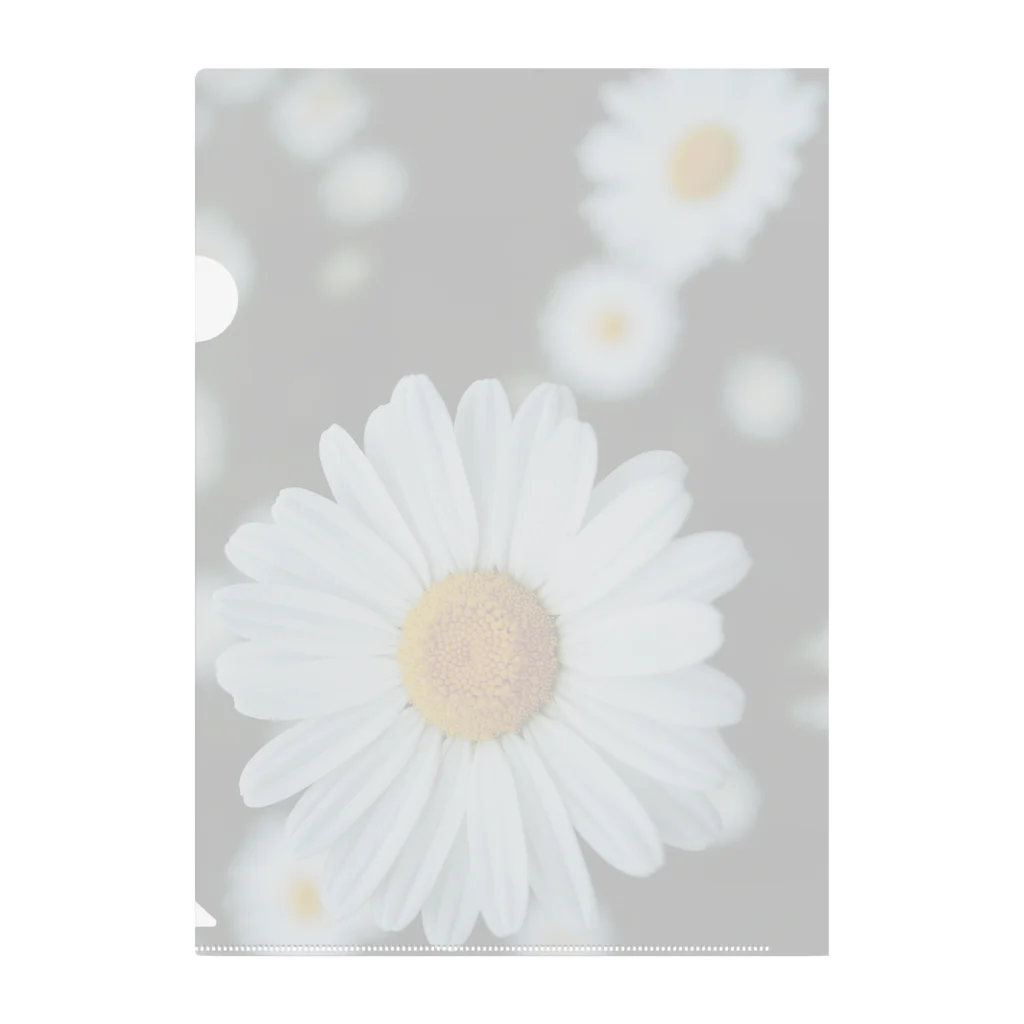 Petal N' FeatherのShambara Clear File Folder