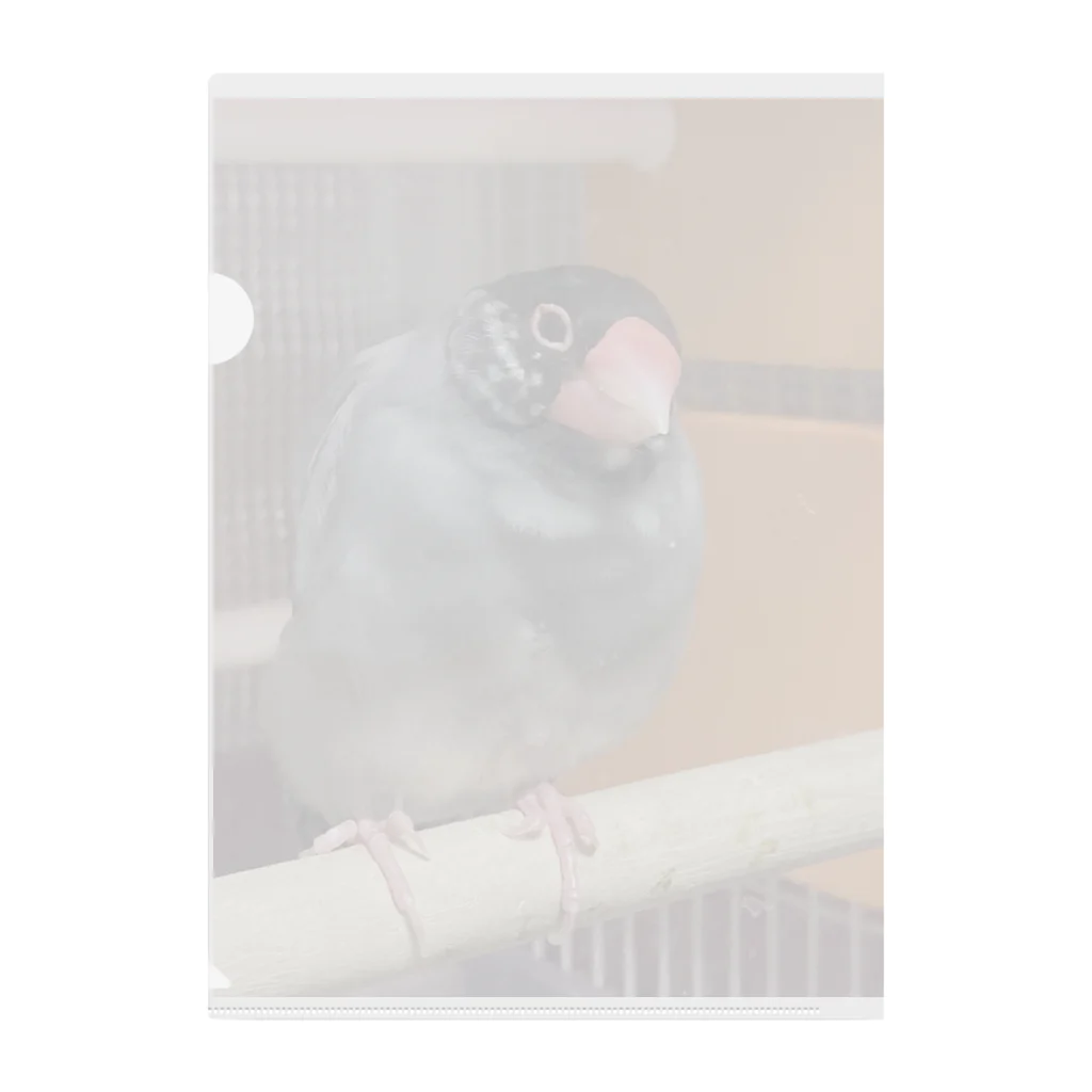 bun666の桜文鳥の文蔵くん クリアファイル