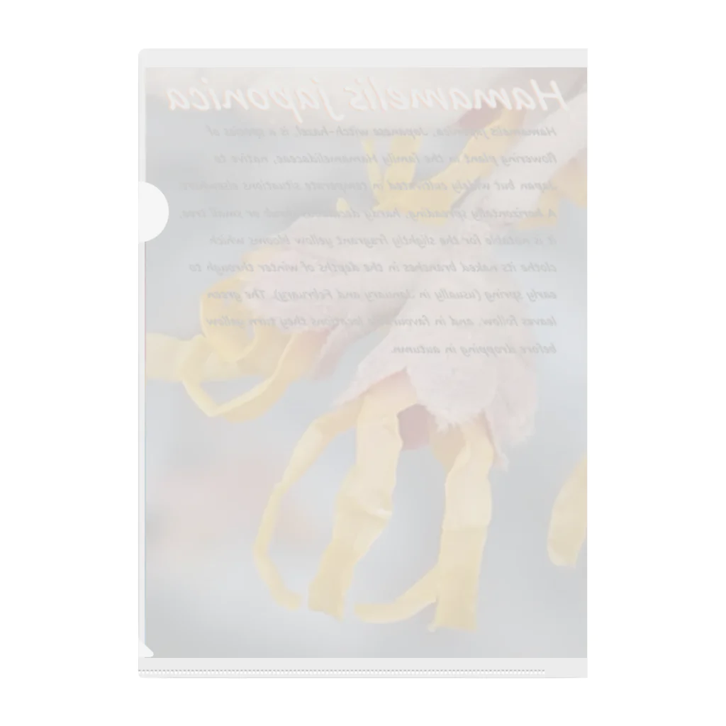  #satisfyingのマンサク  Hamamelis japonica Clear File Folder