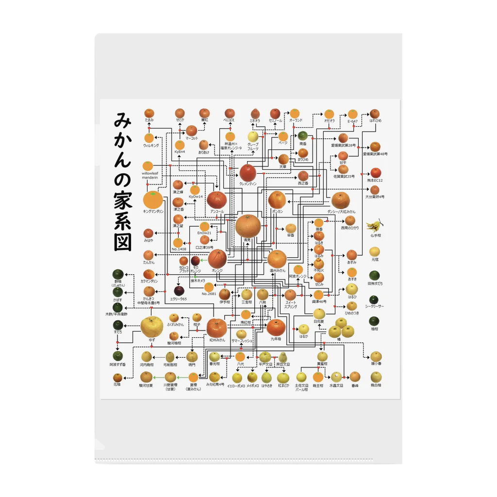 みかんノートのみかんの家系図 クリアファイル