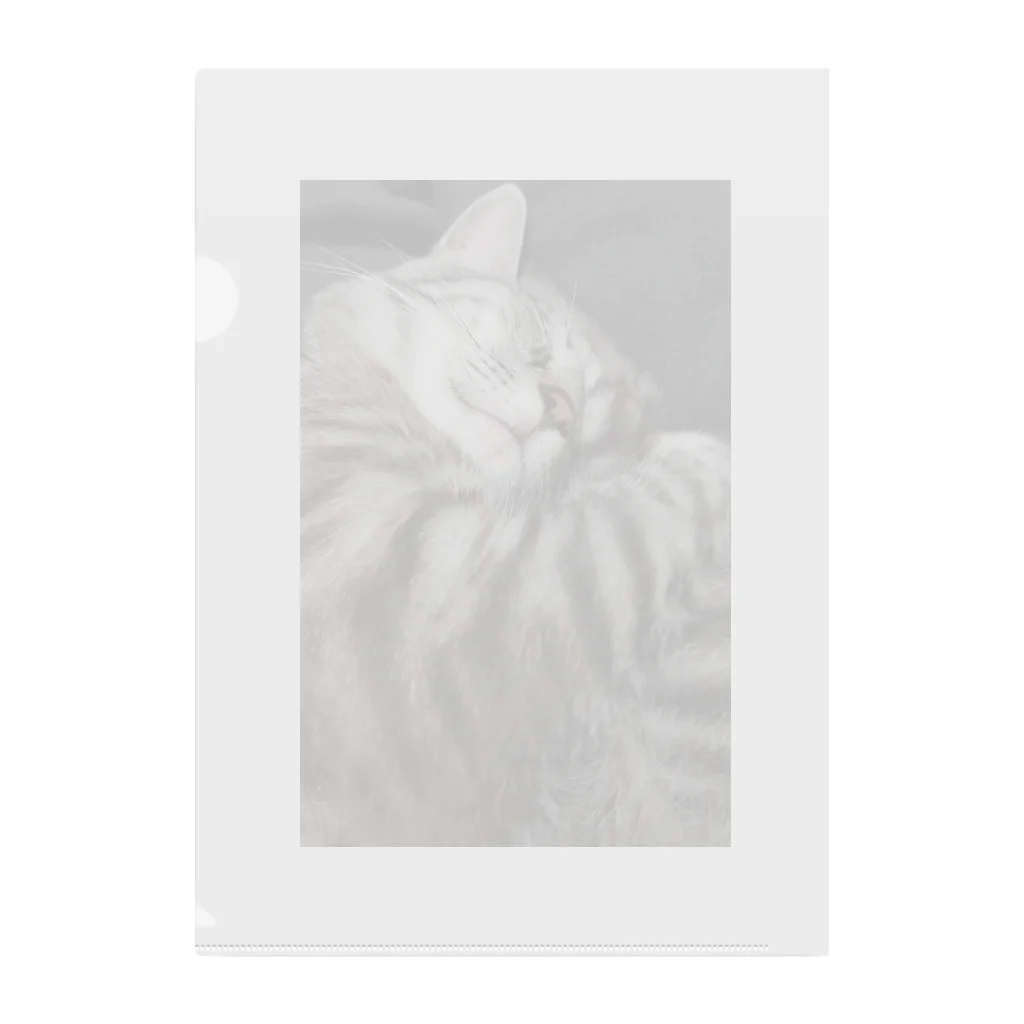 Grayのふてぶてしい猫です｡ Clear File Folder