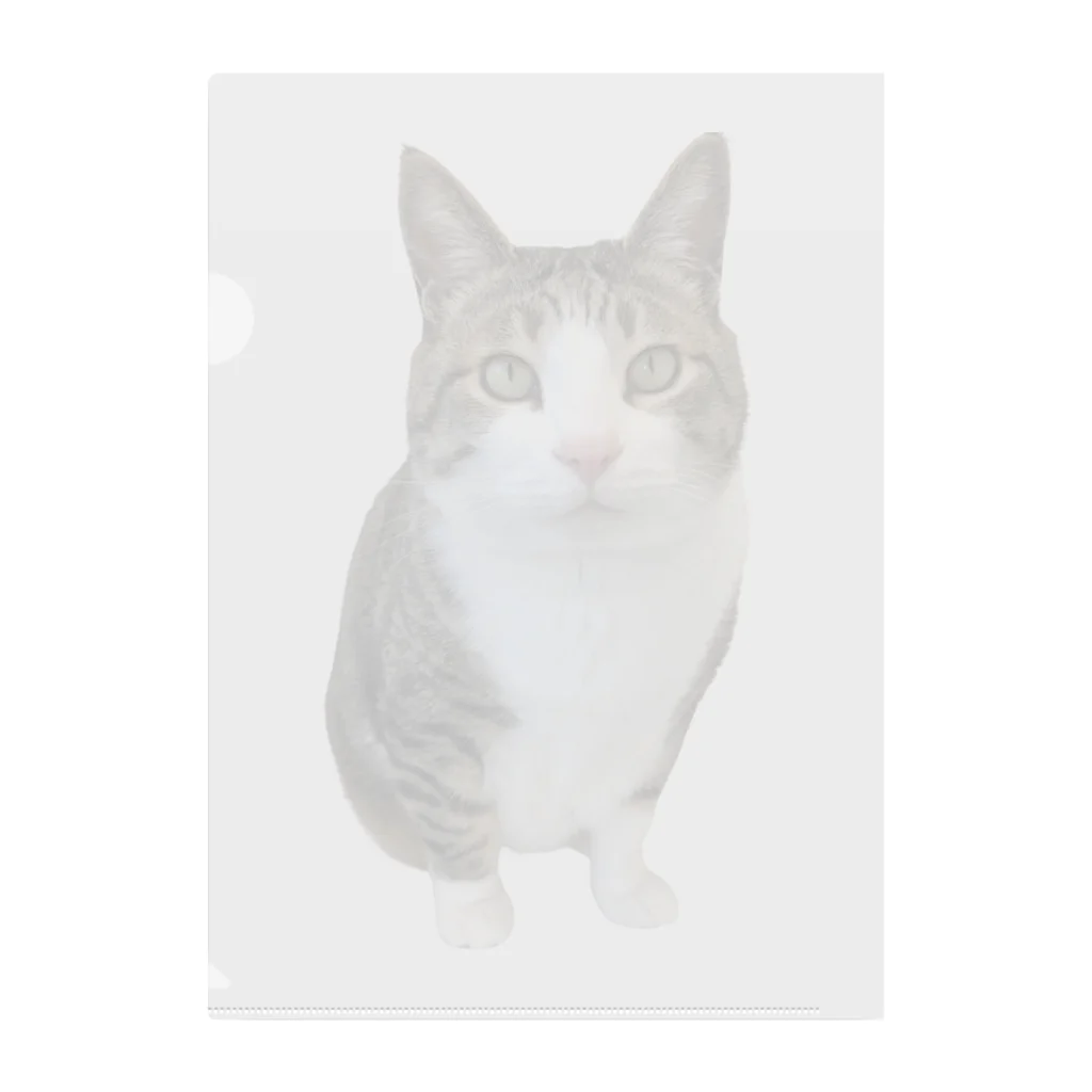 ねこぽてちのポテチくん Clear File Folder