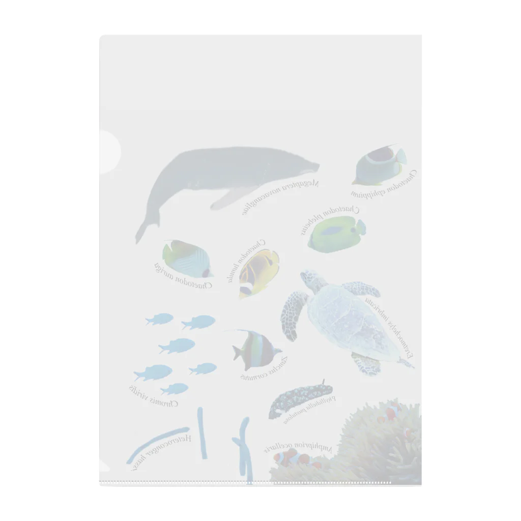 L_arctoaの沖縄の海の生き物 Clear File Folder