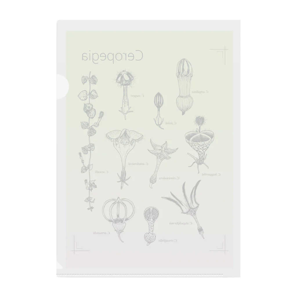 DOTEKKOのT-29 Ceropegia  Clear File Folder