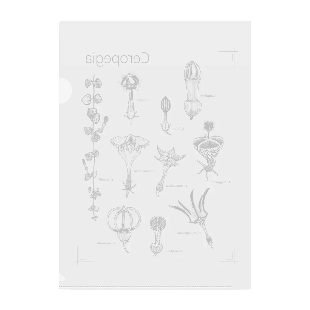 DOTEKKOのT-29 Ceropegia Clear File Folder