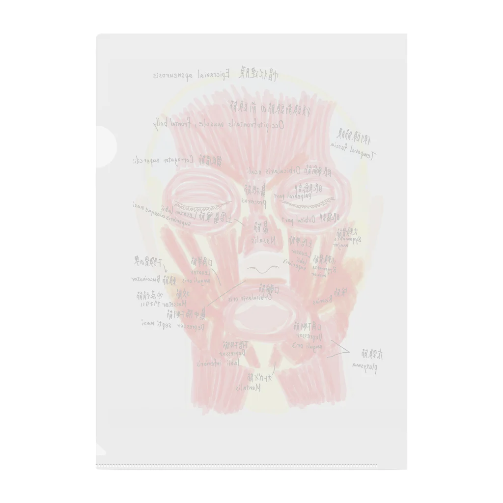 医学生のノートの顔の筋肉 Clear File Folder
