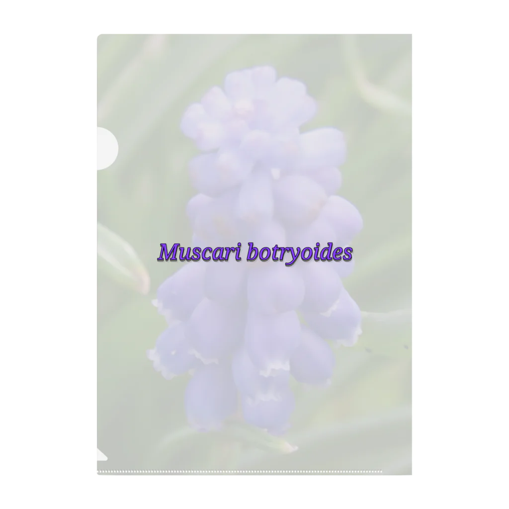 でおきしりぼ子の実験室のMuscari botryoides(1:1) クリアファイル