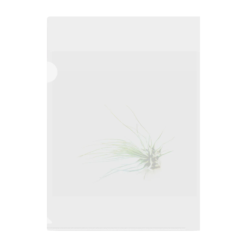 a.c.a.botanicalのTillandsia クリアファイル