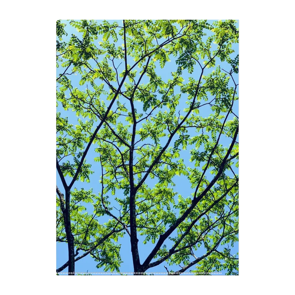 水彩屋の森林浴🌲 Clear File Folder