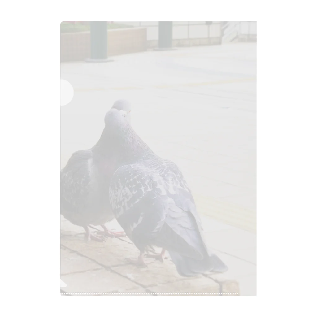 hatopigeonpiccioneの2  pigeons, in winter. Clear File Folder