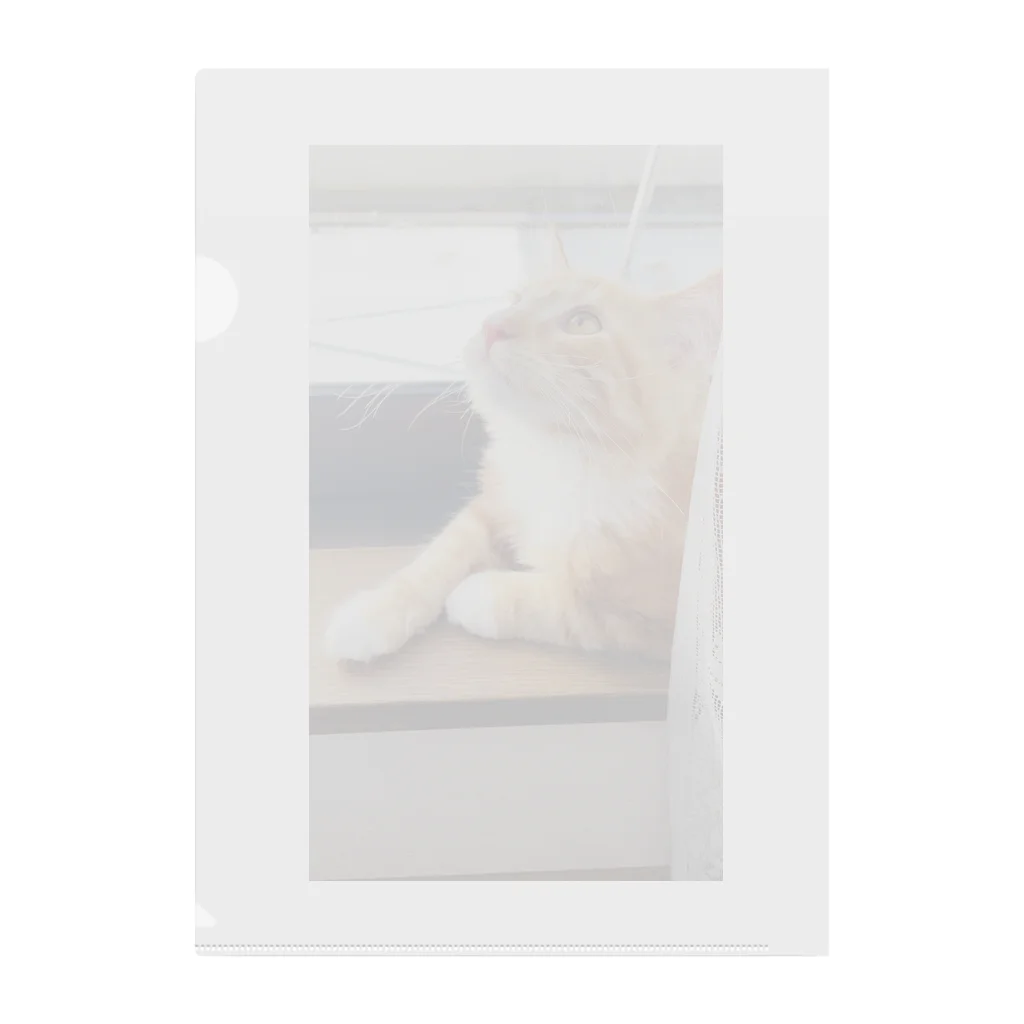 猫の窓辺の猫 Clear File Folder