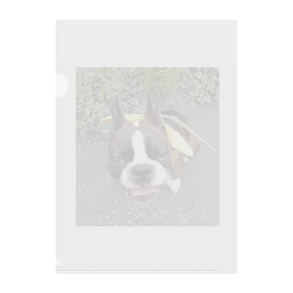 Laikathebostonterrierのおさんぽライカ2 Clear File Folder